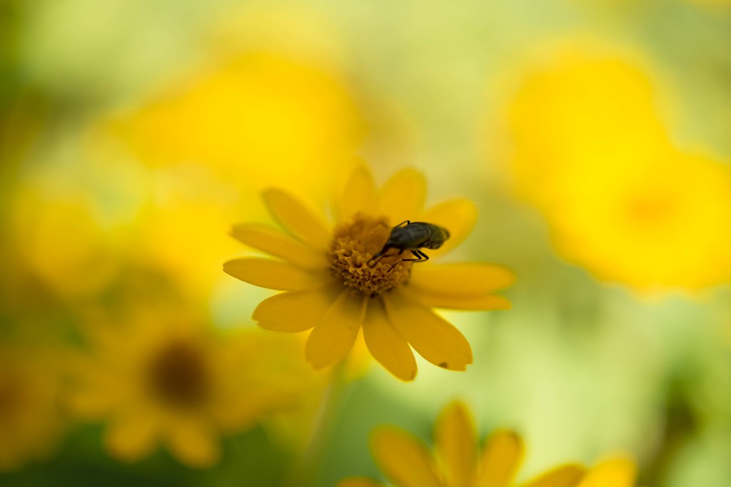 植物園の花と虫