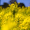 菜の花