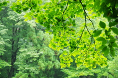 梅雨の終わり