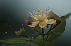 雨の後