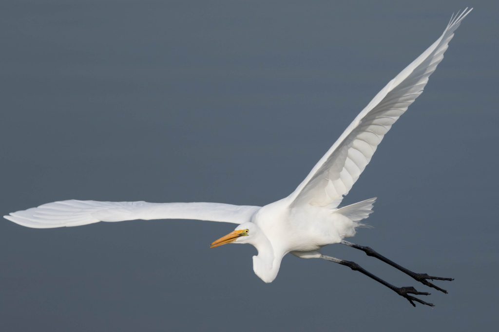 2015　No.6　『White bird』