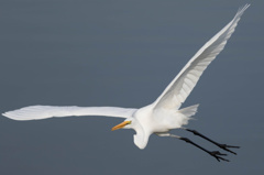 2015　No.6　『White bird』