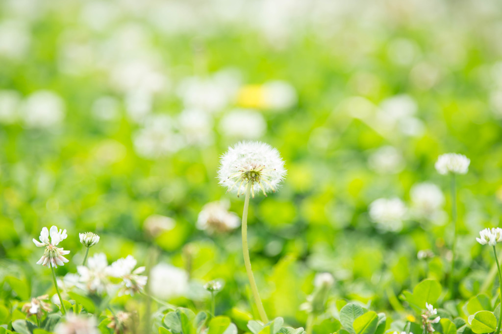 TEST 13　『200㎜ f2.8』