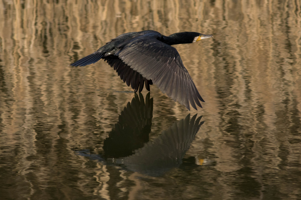 2015　No.7　『Black bird』