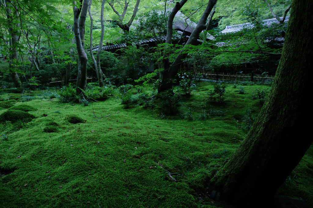 苔生ス庭