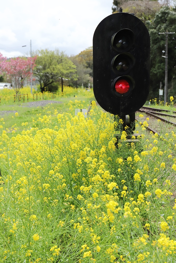 菜の花信号機