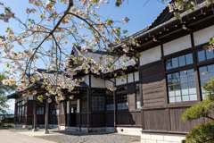 庁舎と桜