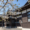 庁舎と桜