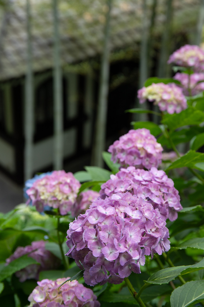 長谷寺の紫陽花