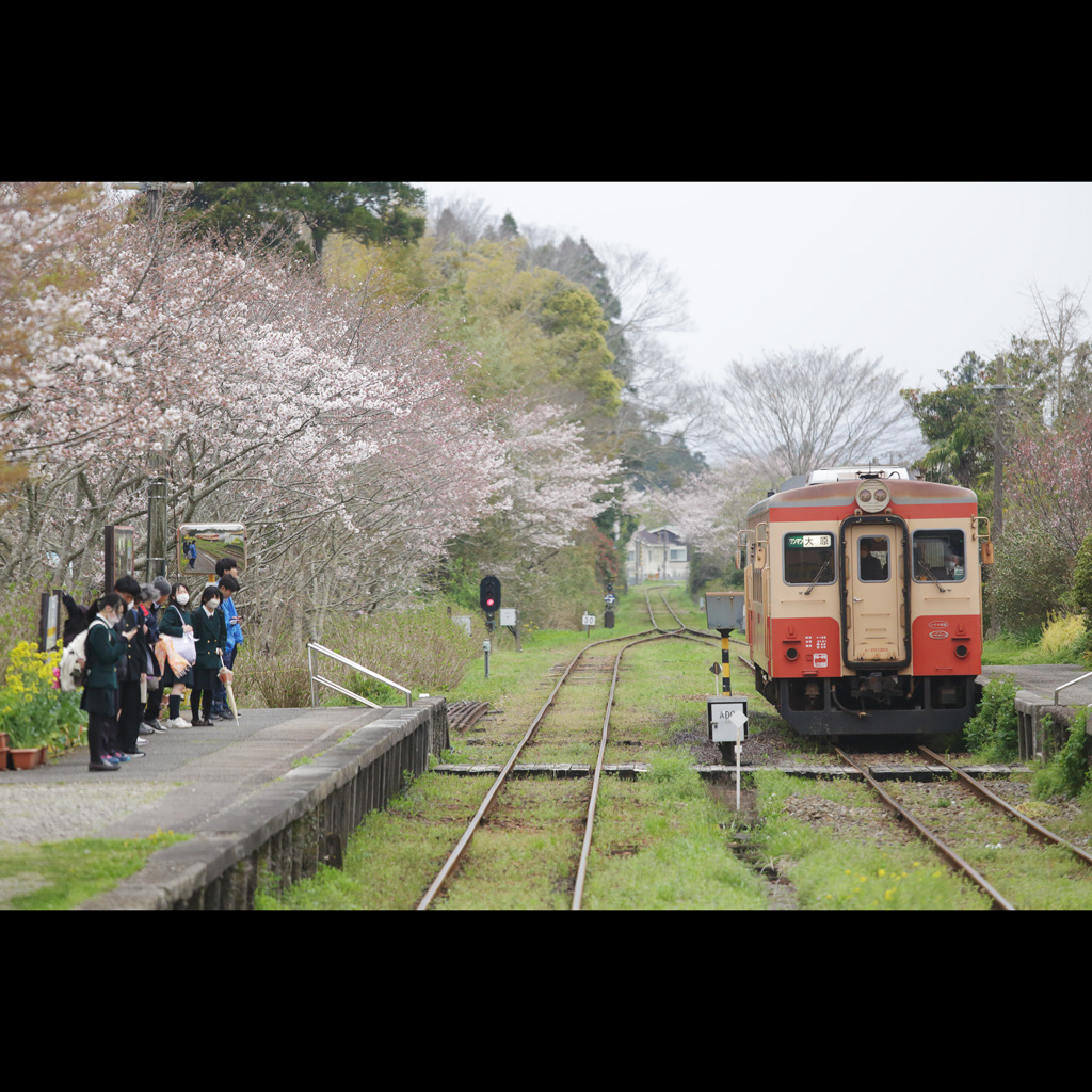 いすみ鉄道の春