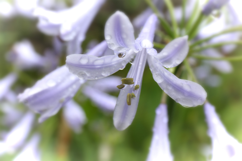 アガパンサスの雫