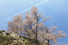 空と桜とヒコーキ雲と