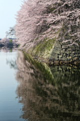 桜の城