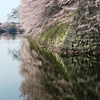 桜の城