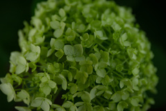 green cast
