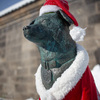 小樽の動物たちはクリスマスの夢を見るか？