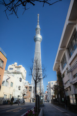 タワー或いはツリーと暮らす街
