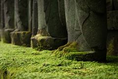 深苔色の絨毯