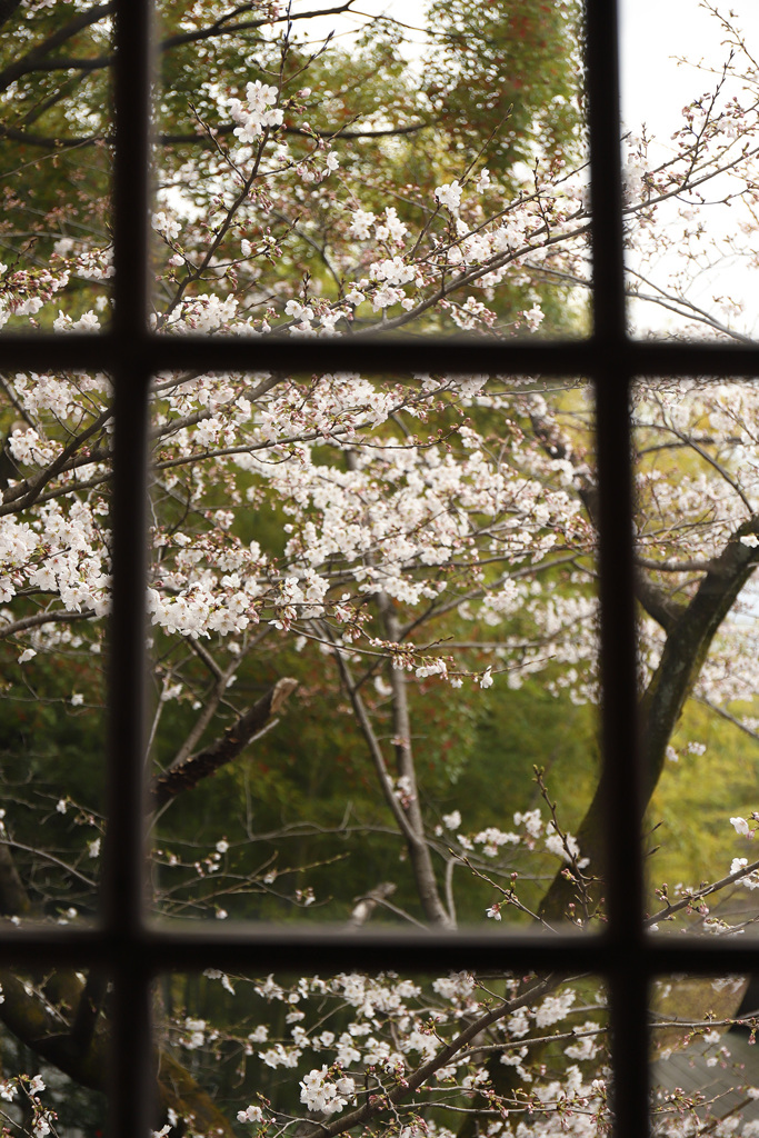 学ビ舎～櫻の見える窓