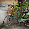 自転車と紫陽花