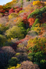 秋色の嵐山を望む