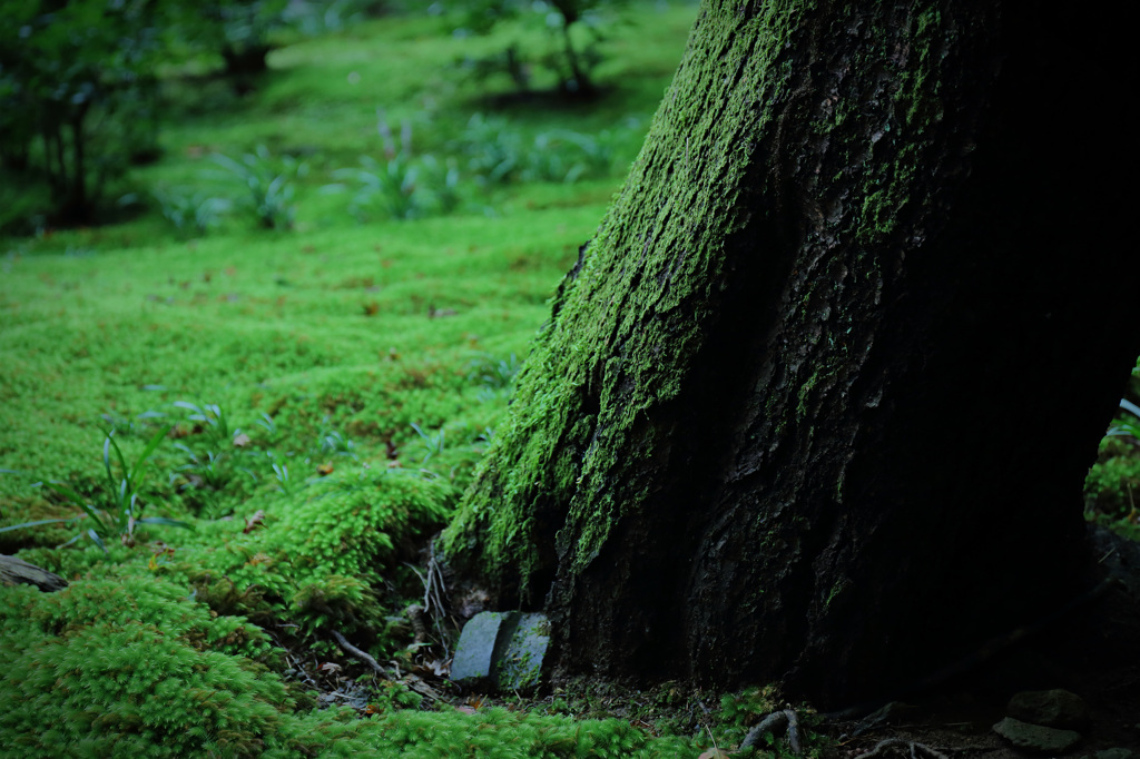 苔生ス庭