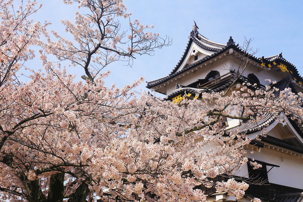 城と桜
