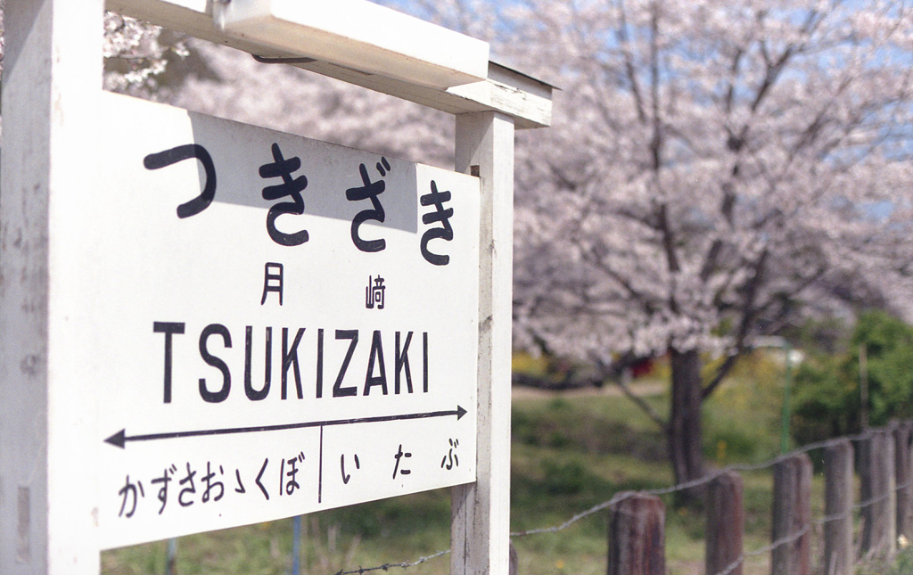 月崎のさくら