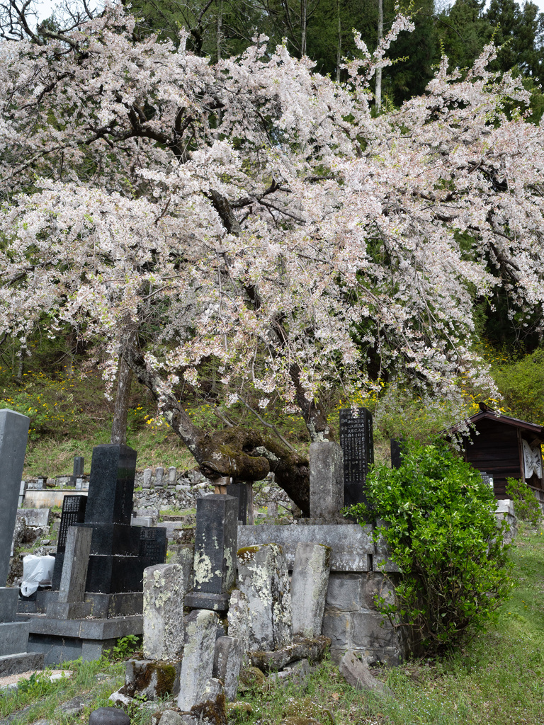 墓守のさくら