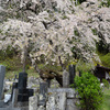 墓守のさくら