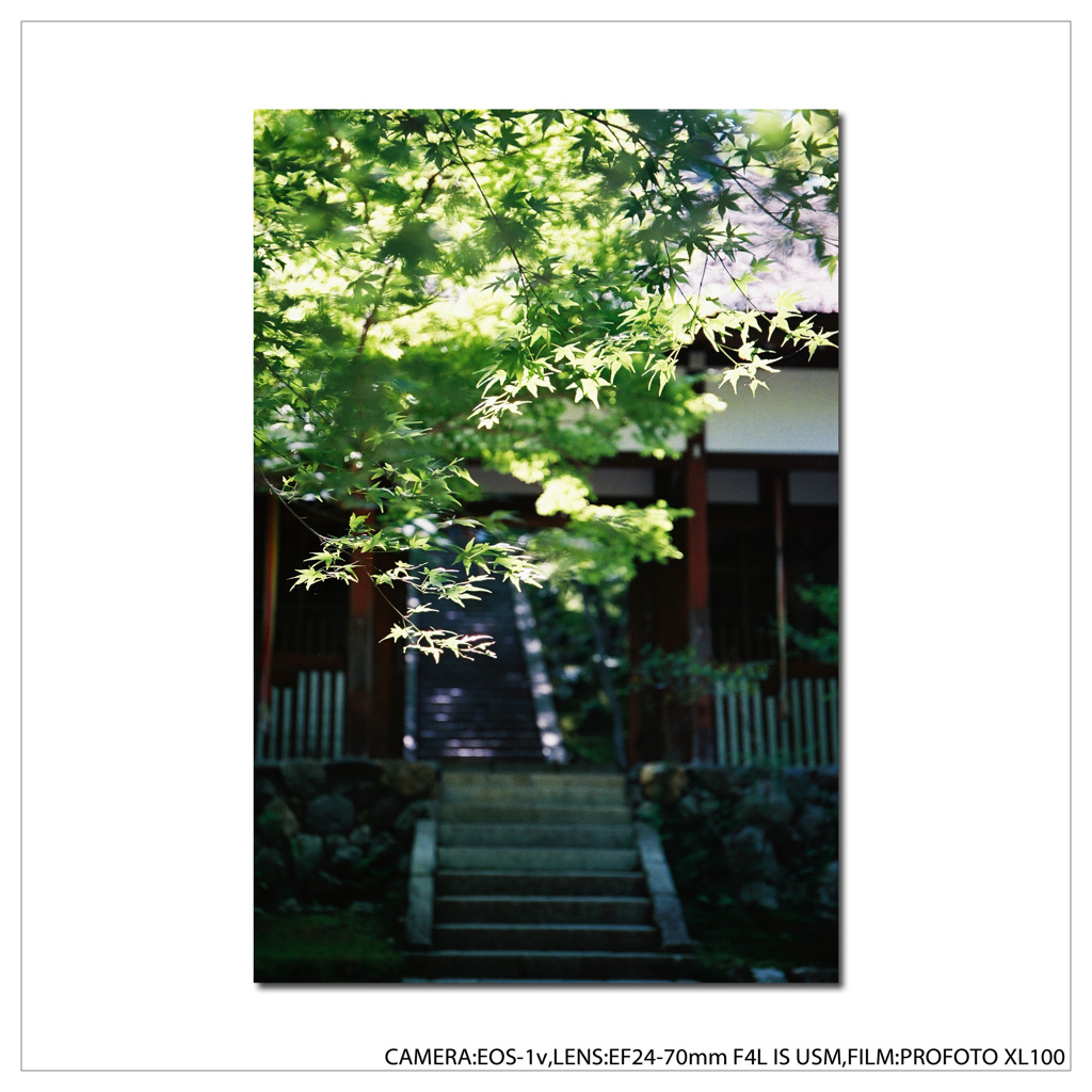 青紅葉～常寂光寺（その一）