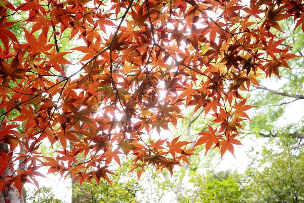 皐月の紅葉
