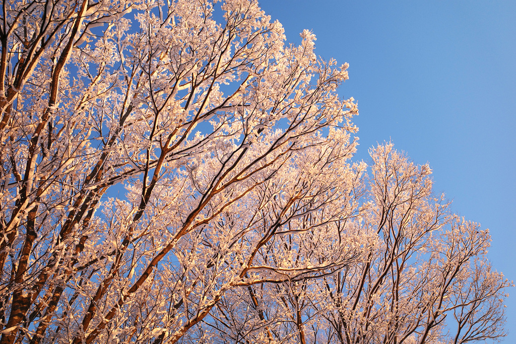 真冬の桜花
