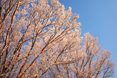 真冬の桜花