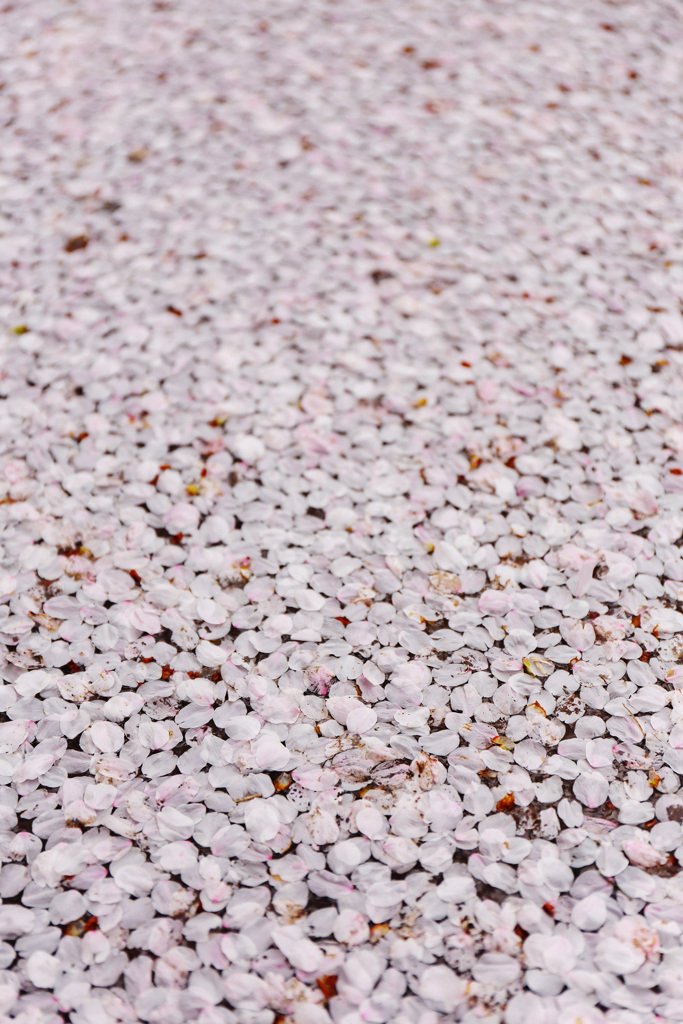 海津大崎の桜