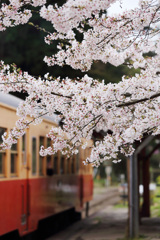 キハと桜花