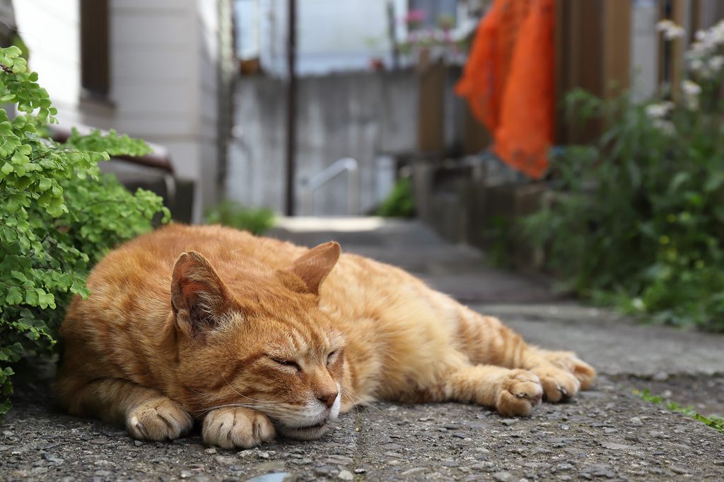 おひるねこ