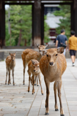 鹿せんべいは持っていませんよ。