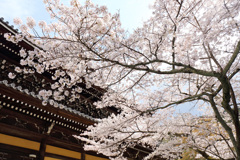 桜と寺院