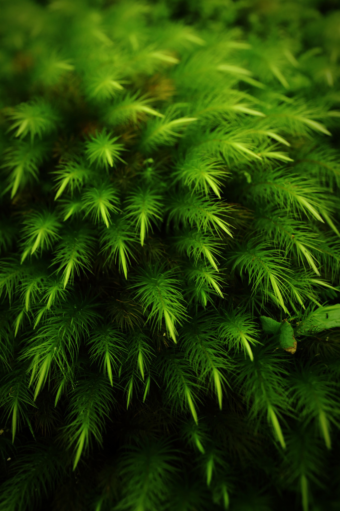 苔生ス庭