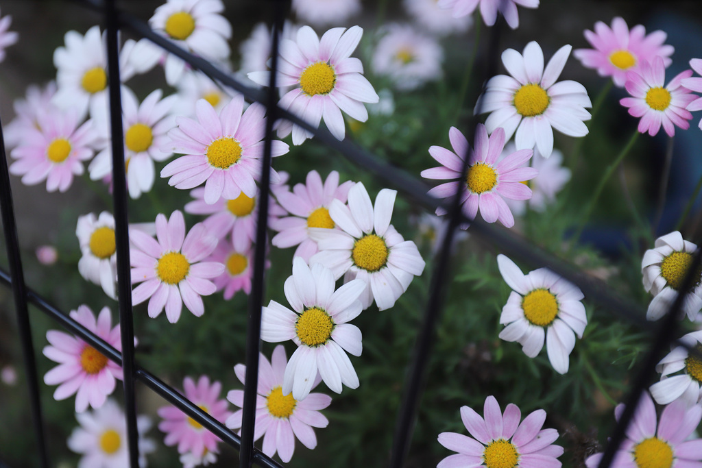 庭先の花