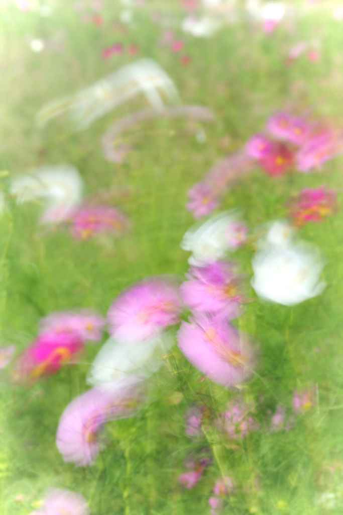 印象～秋桜