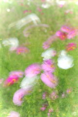 印象～秋桜