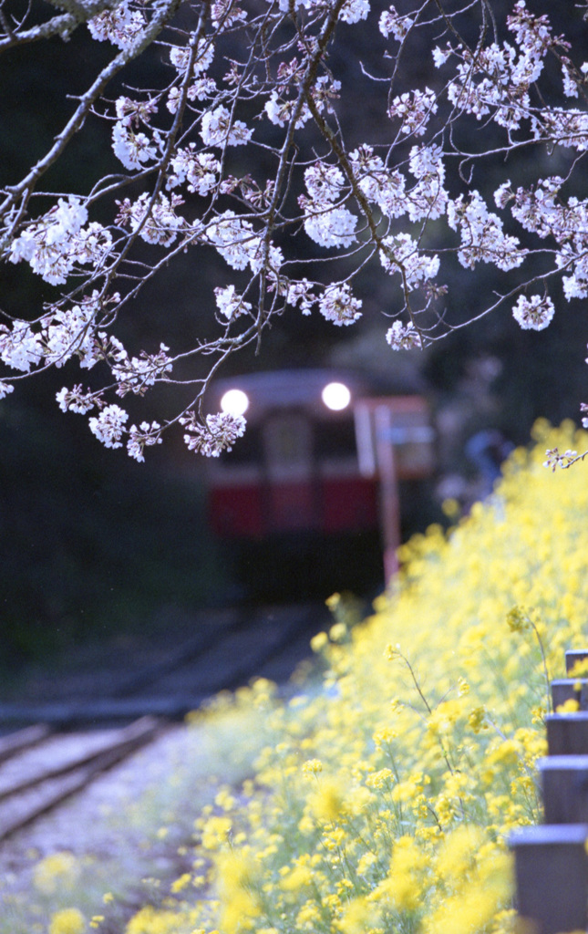 春のトンネルの向こうから