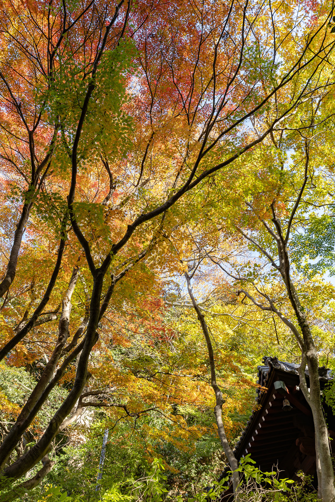 釣鐘堂の空は錦色だった。
