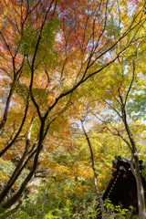 釣鐘堂の空は錦色だった。