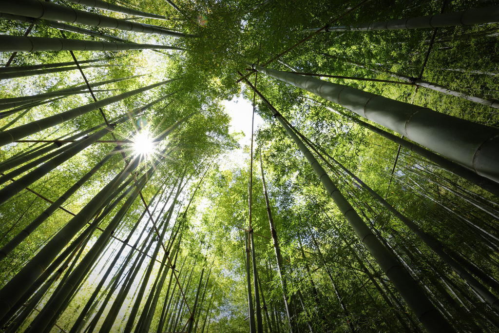 五月の報國寺