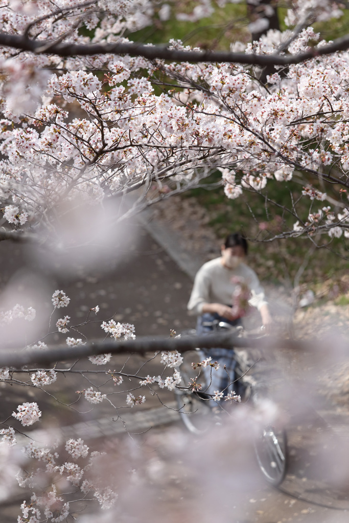桜花の季節