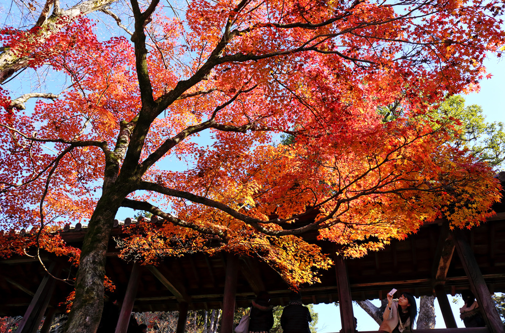 秋～東福寺を撮る。