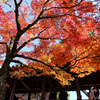 秋～東福寺を撮る。